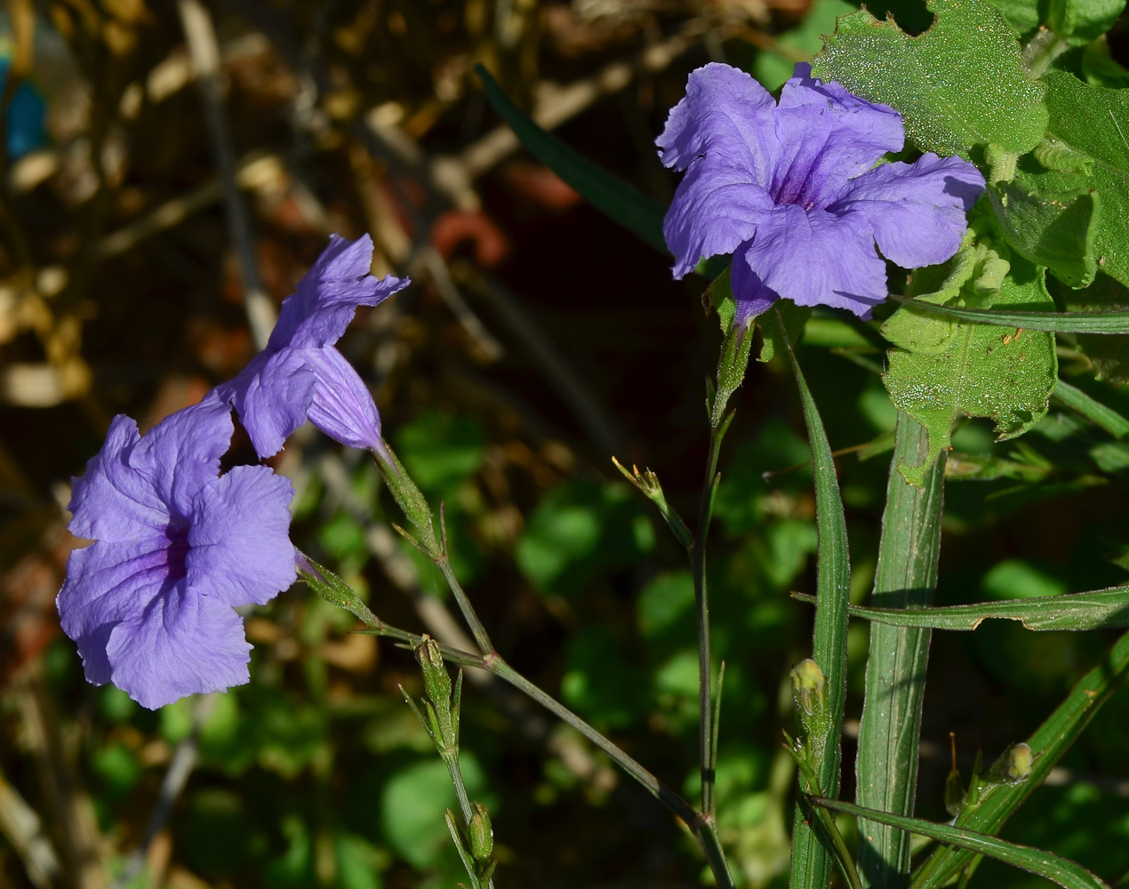 Изображение особи Ruellia simplex.