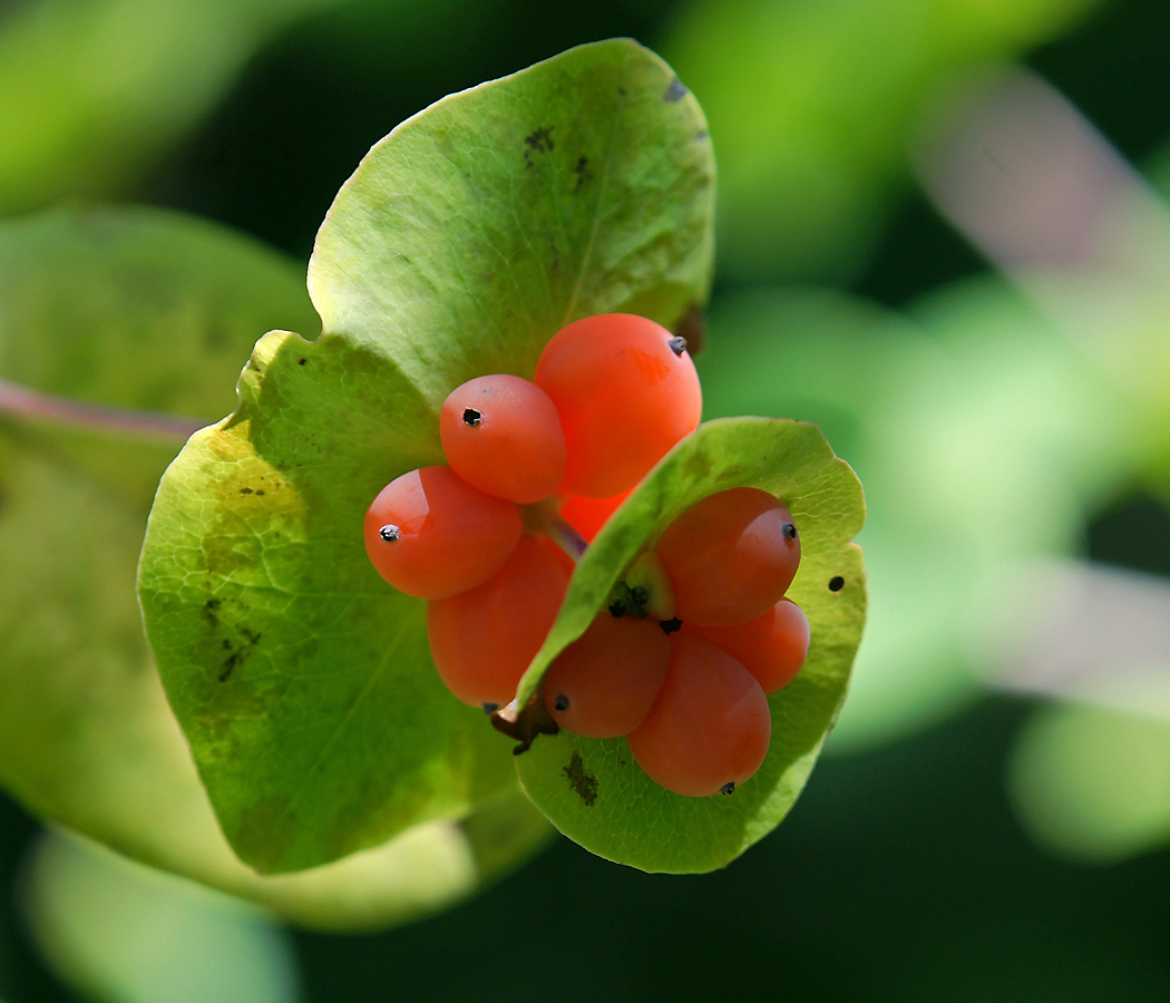 Image of Lonicera caprifolium specimen.