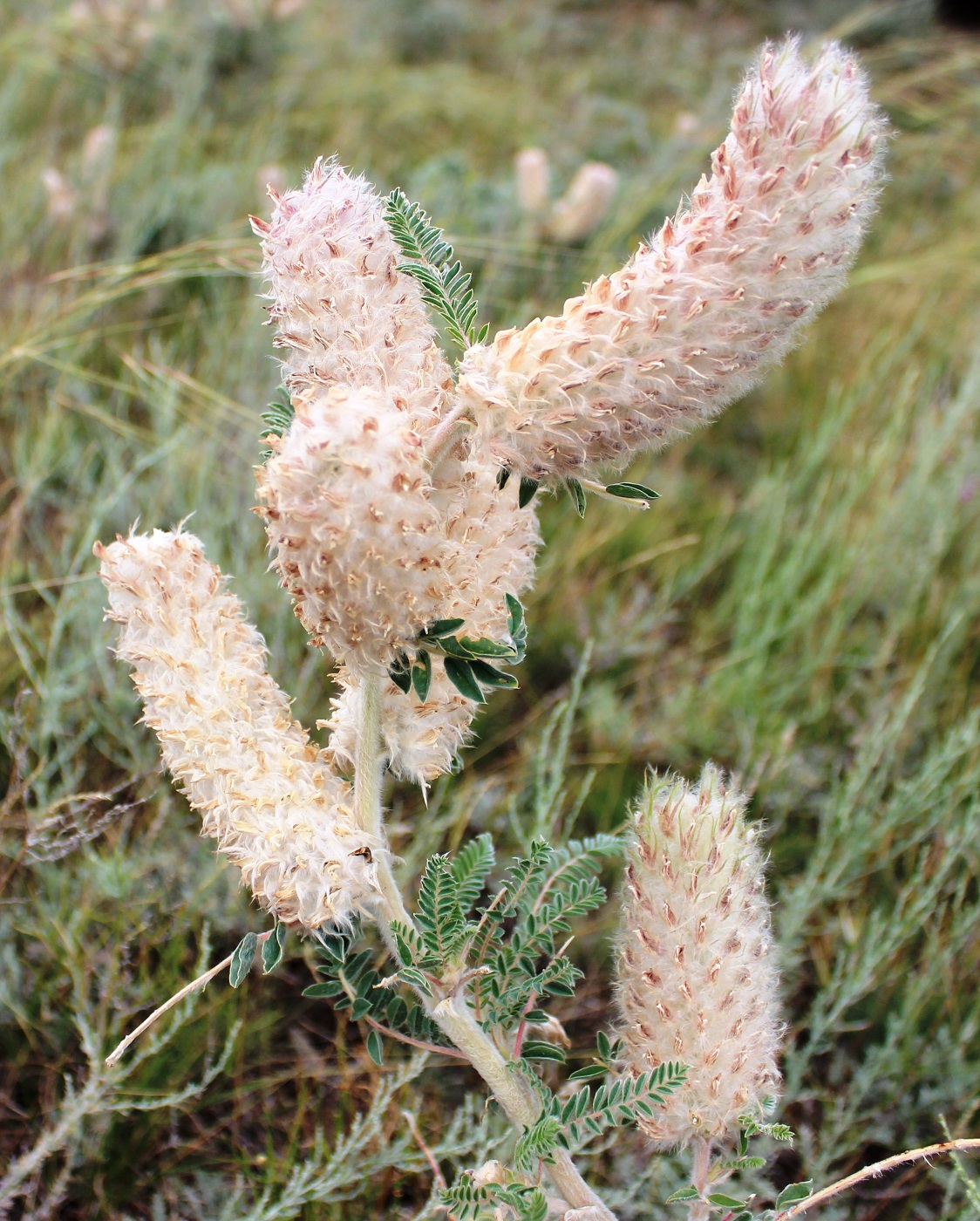 Изображение особи Astragalus alopecias.