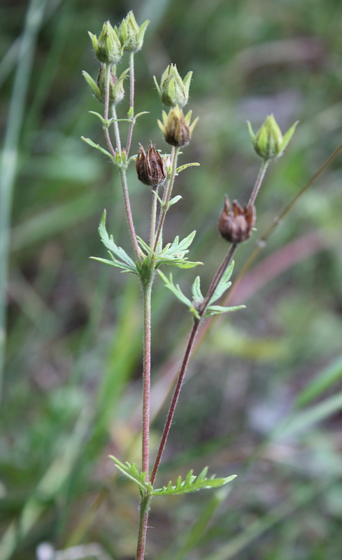 Изображение особи Potentilla conferta.