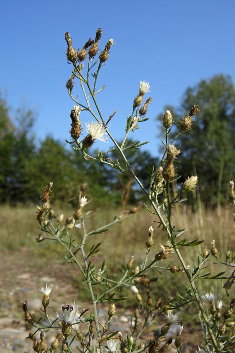 Image of Centaurea diffusa specimen.