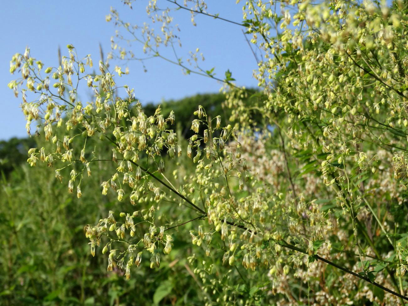 Image of Thalictrum minus specimen.