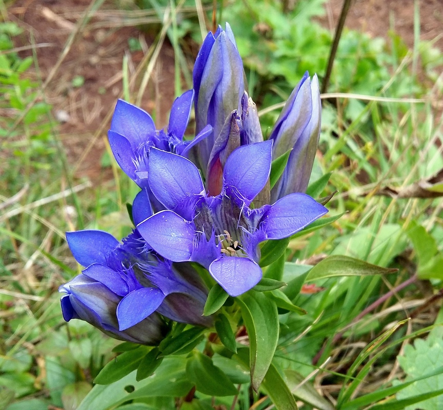 Image of Gentiana septemfida specimen.