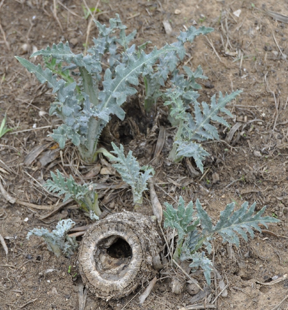 Image of Cynara scolymus specimen.