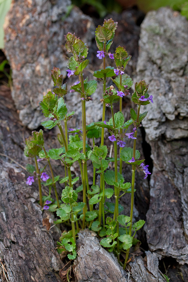 Image of Glechoma hederacea specimen.