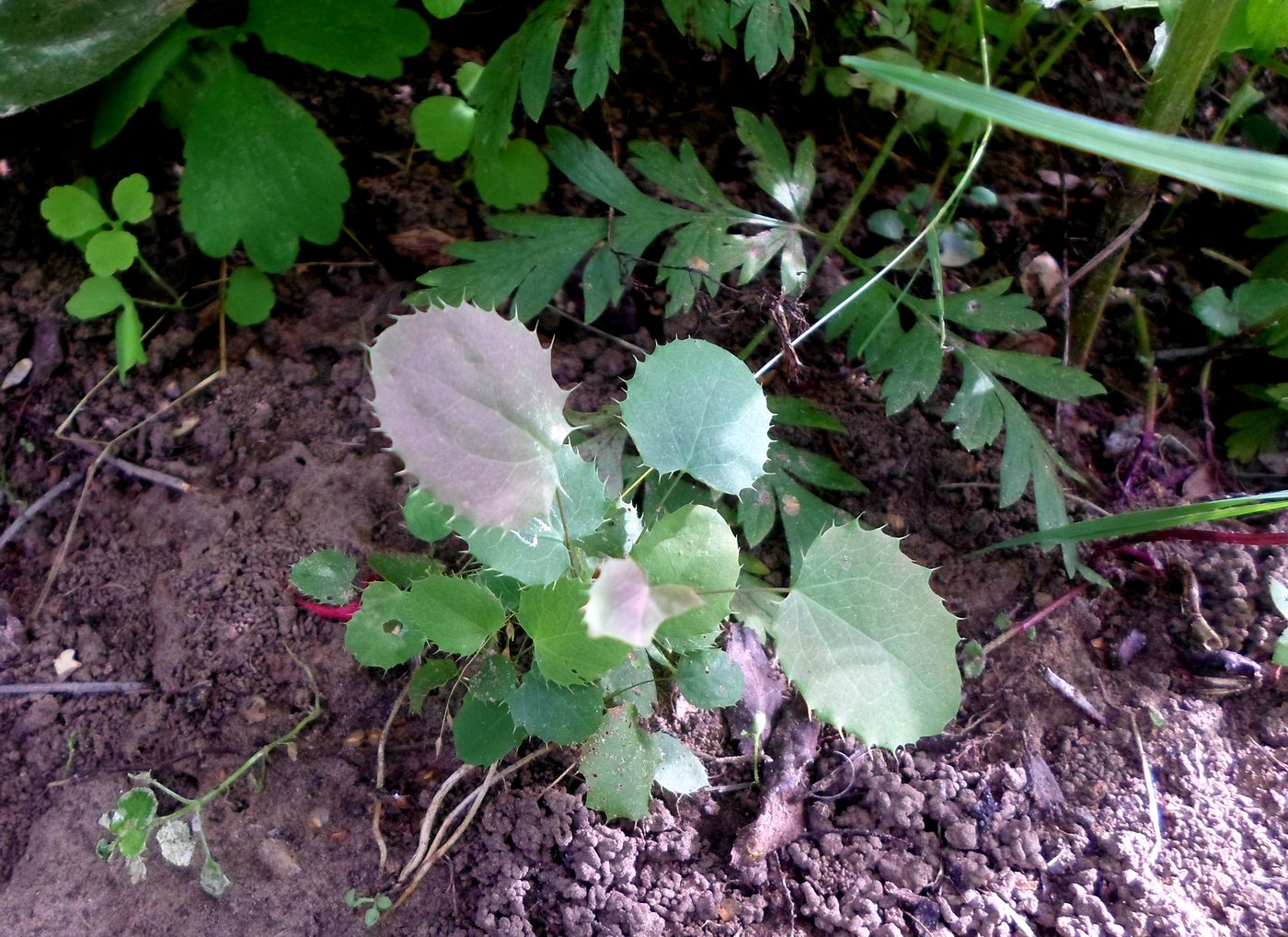 Image of Berberis vulgaris specimen.