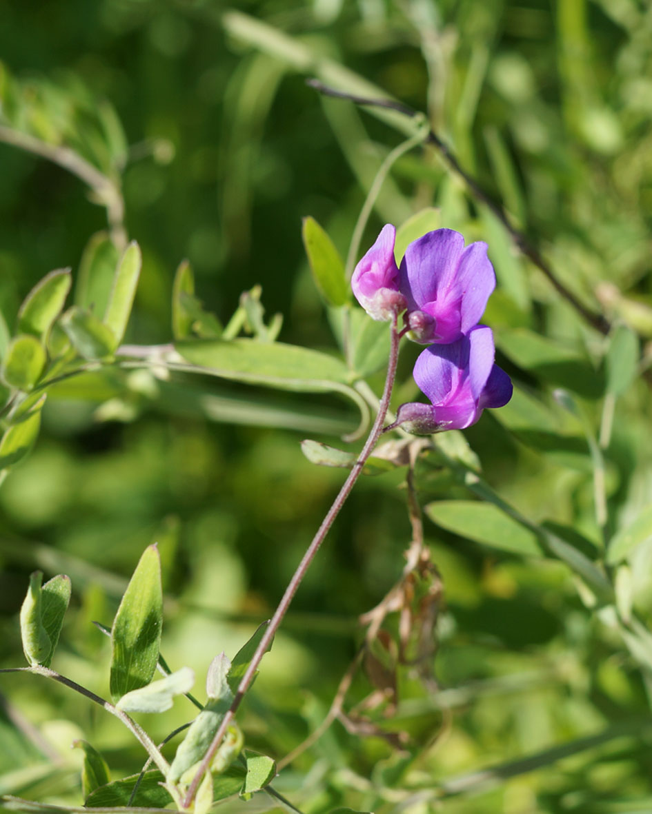 Изображение особи Lathyrus pilosus.