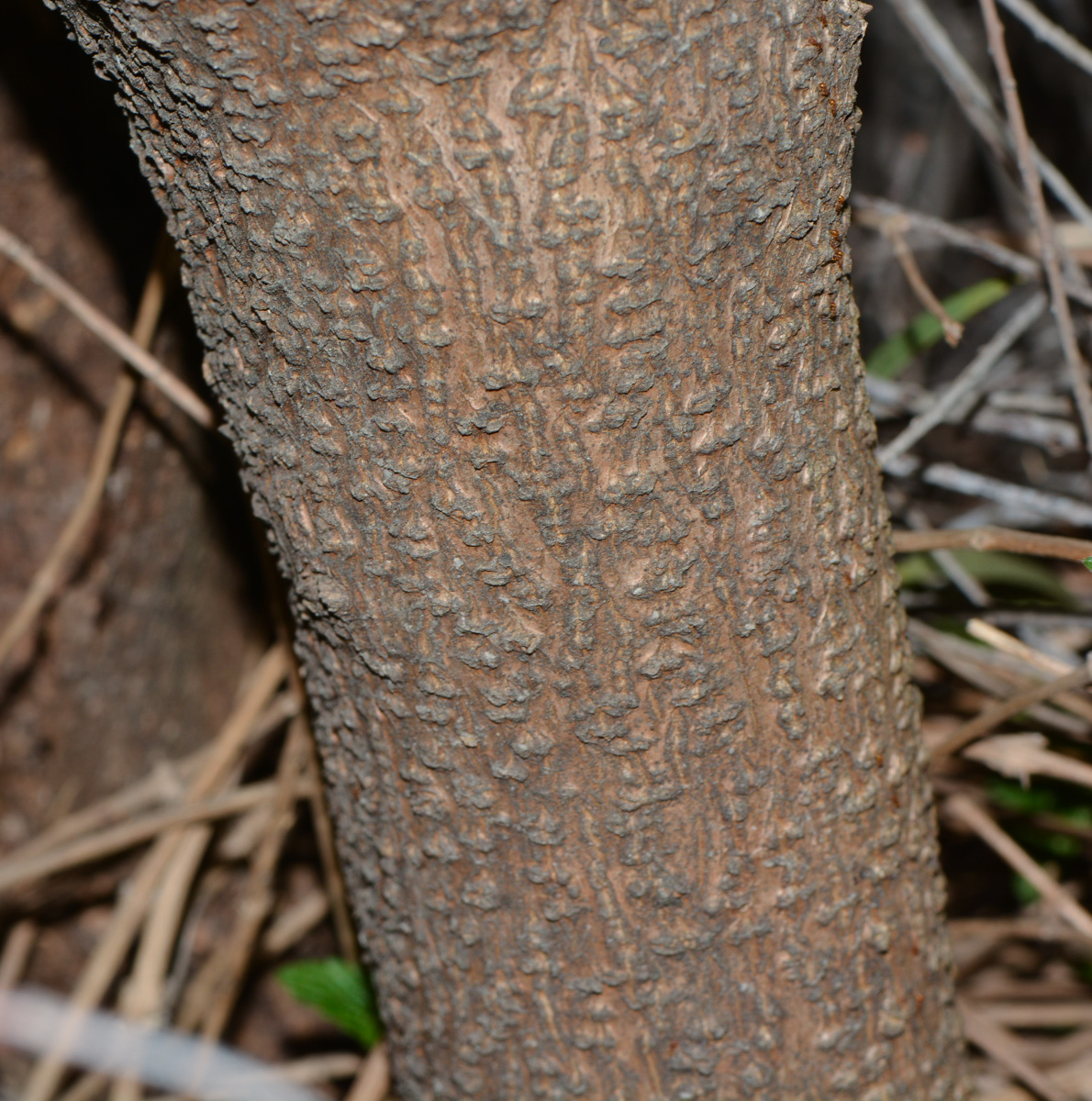 Изображение особи Sophora tomentosa.