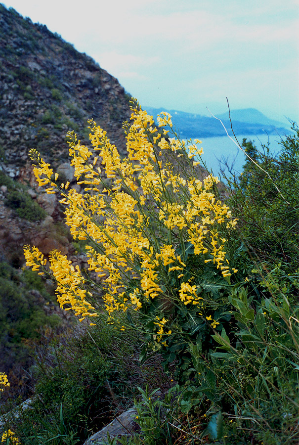 Image of Brassica taurica specimen.