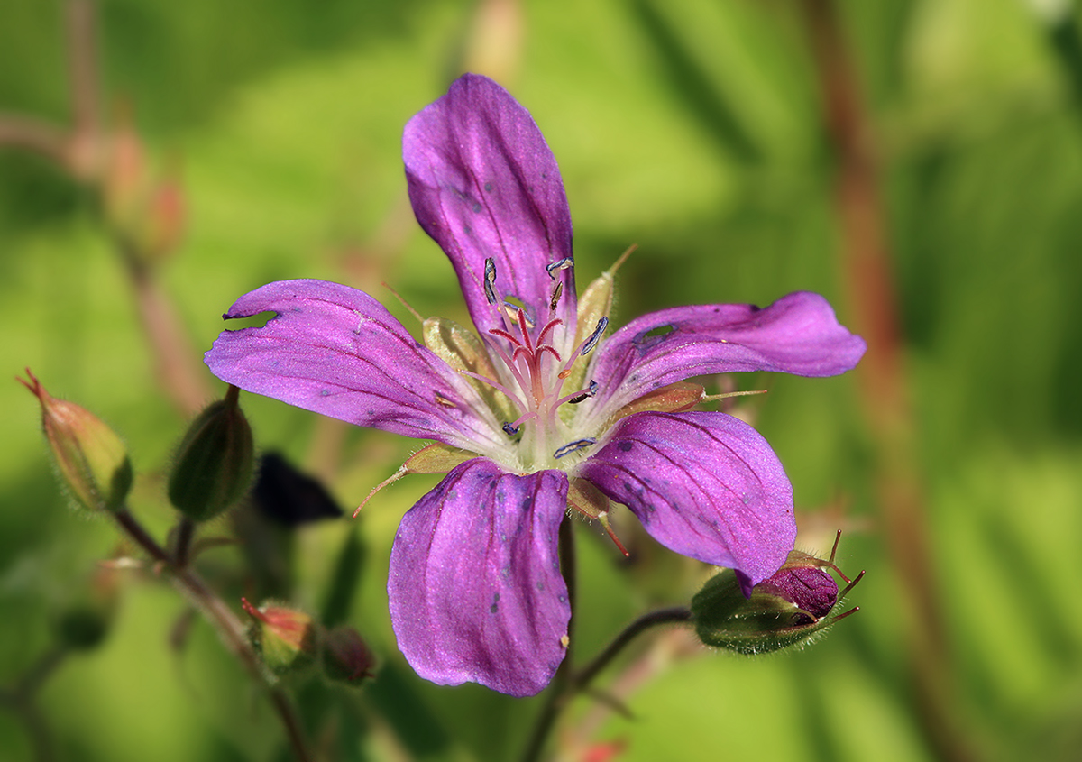 Image of Geranium palustre specimen.