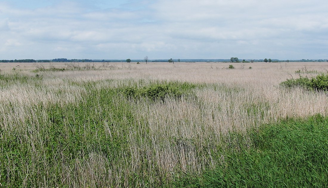 Image of Phragmites australis specimen.