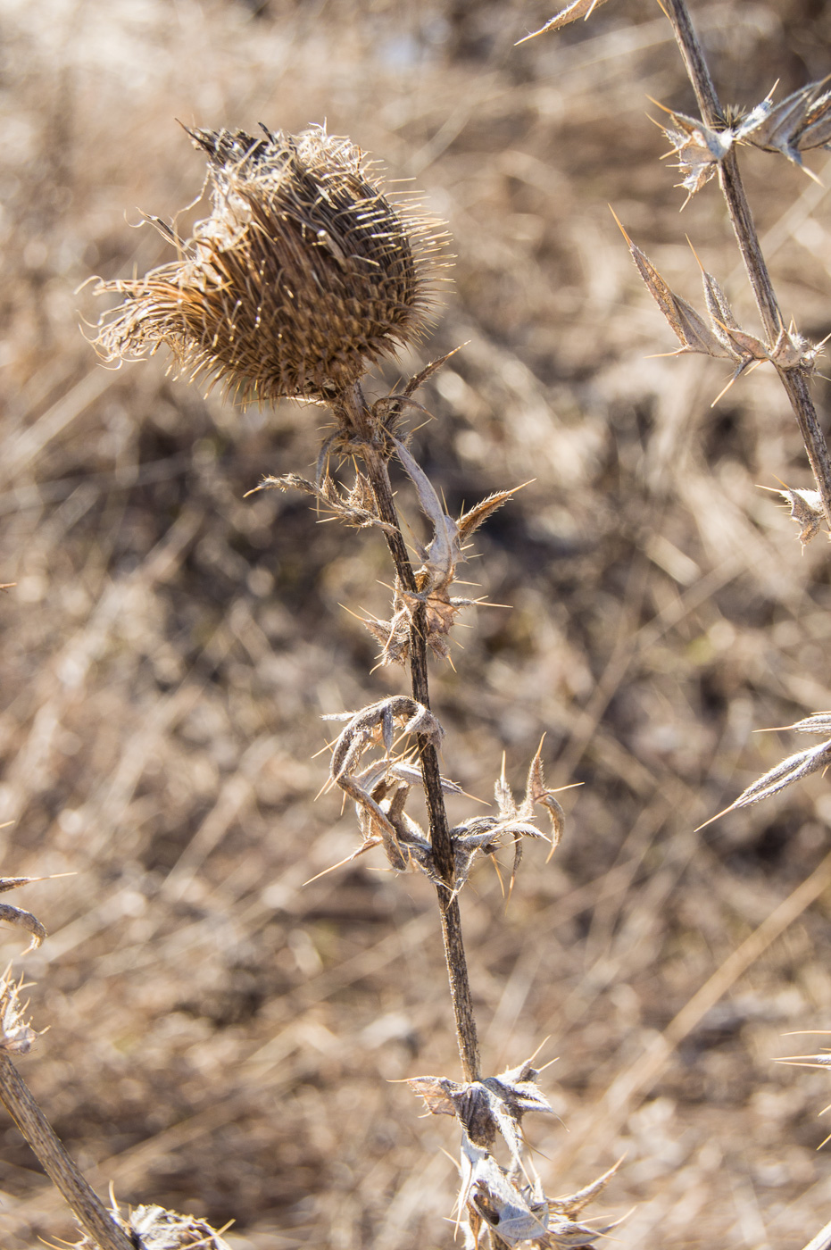 Изображение особи Cirsium serrulatum.