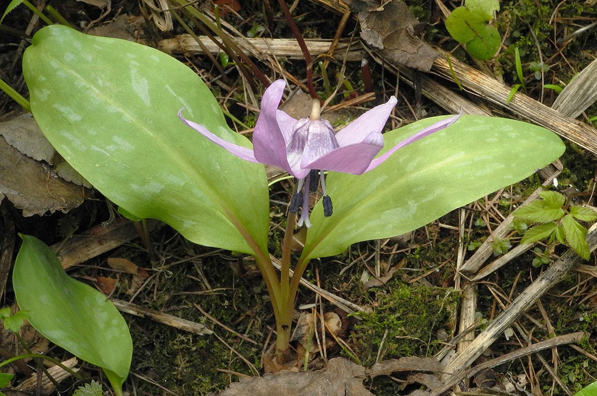 Image of Erythronium japonicum specimen.