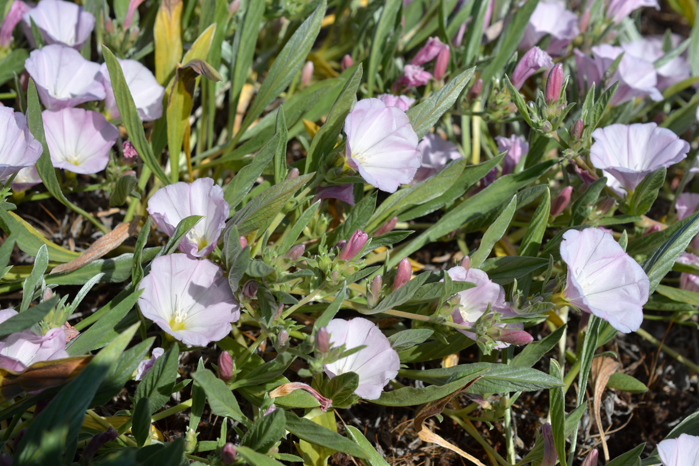 Image of Convolvulus lineatus specimen.