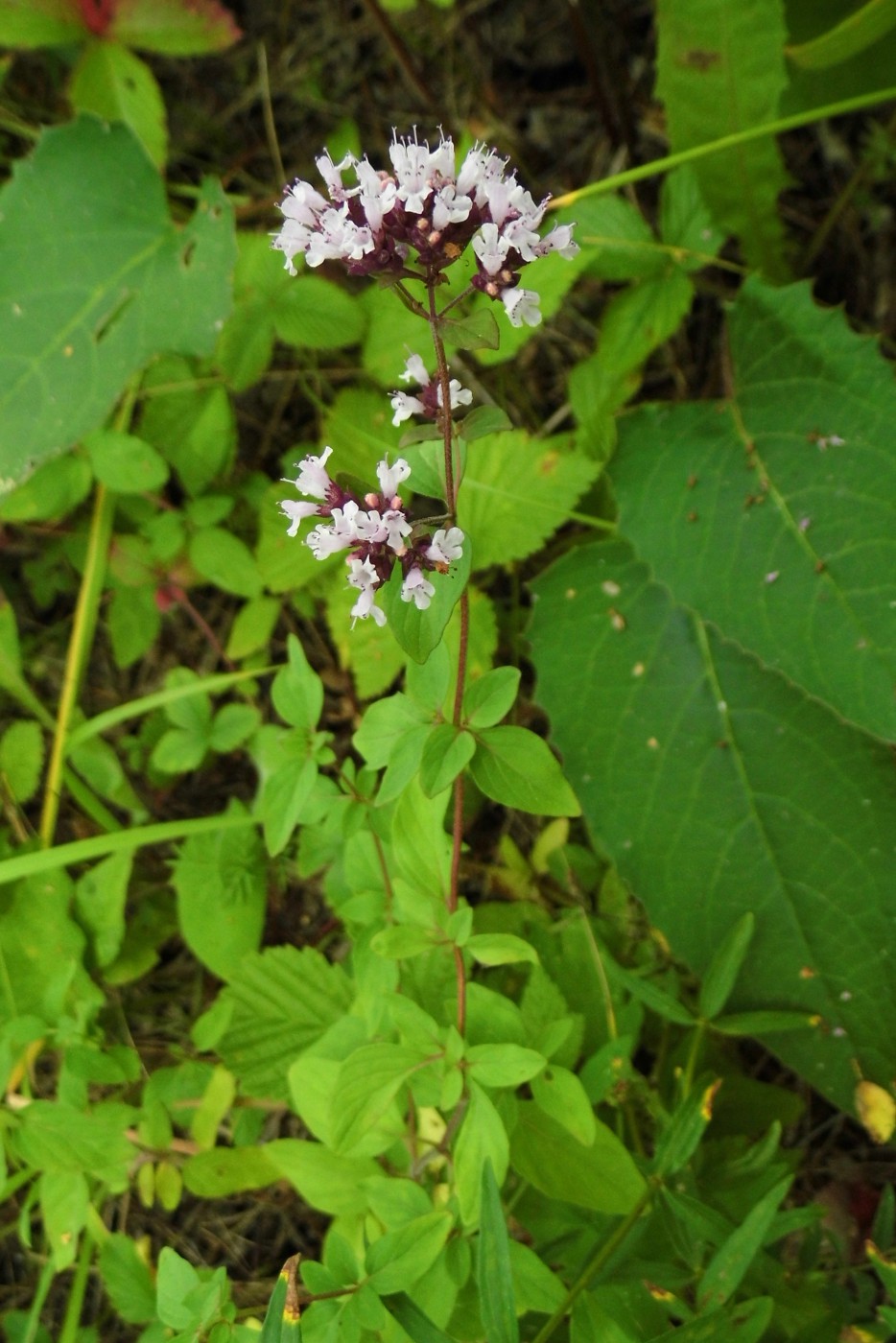 Image of Origanum vulgare specimen.