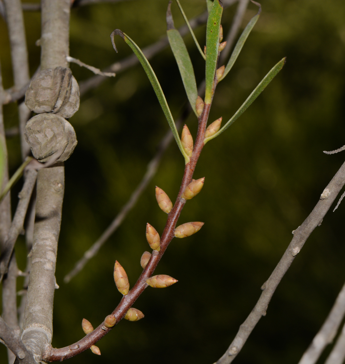 Image of Hakea multilineata specimen.