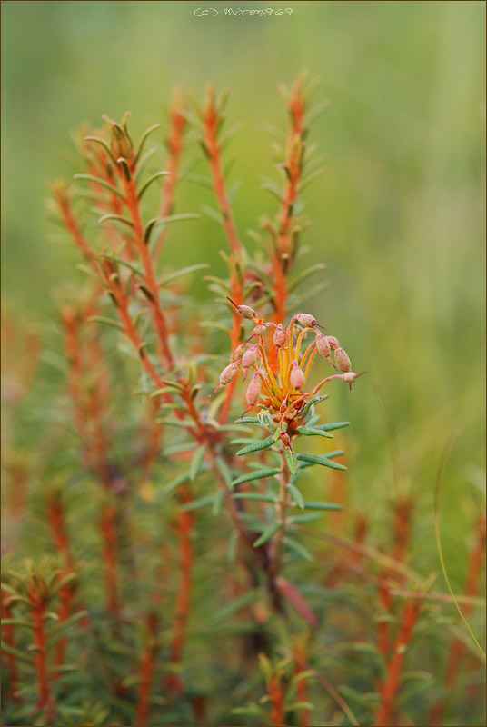 Image of Ledum palustre specimen.