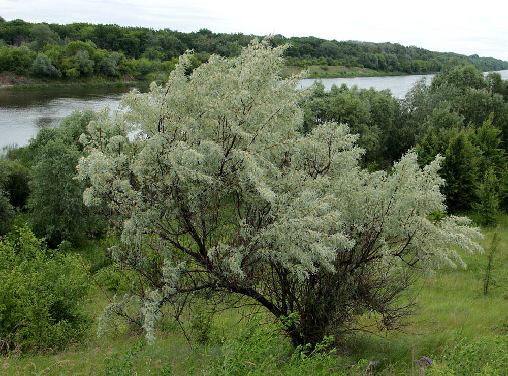 Серебристый лог кустарник фото и описание