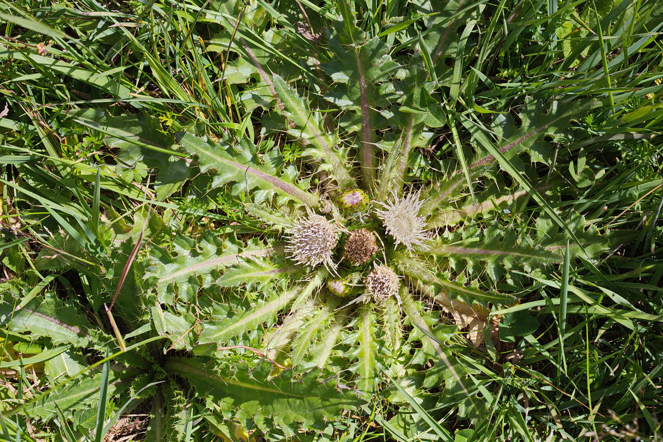 Image of Cirsium esculentum specimen.