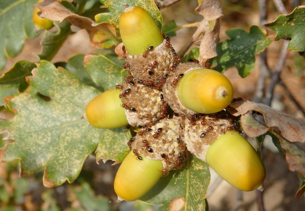 Image of Quercus pubescens specimen.