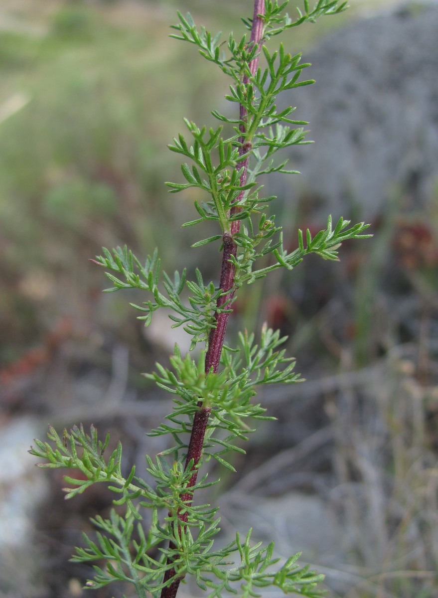 Image of Artemisia chamaemelifolia specimen.