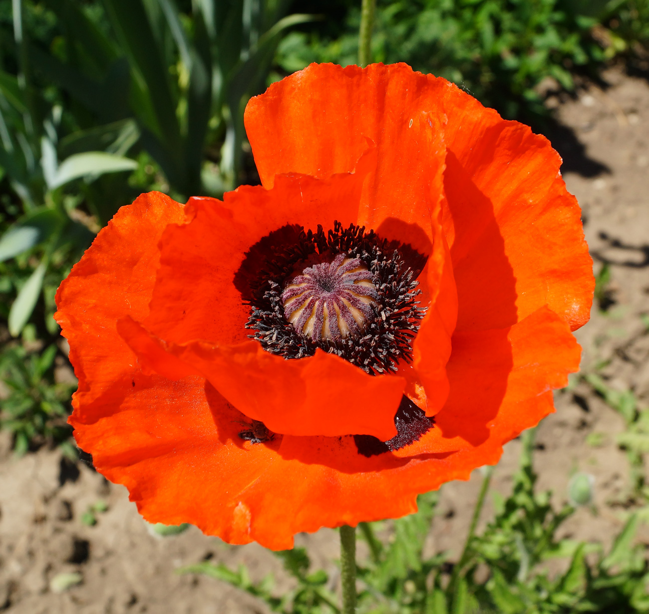 Image of Papaver orientale specimen.