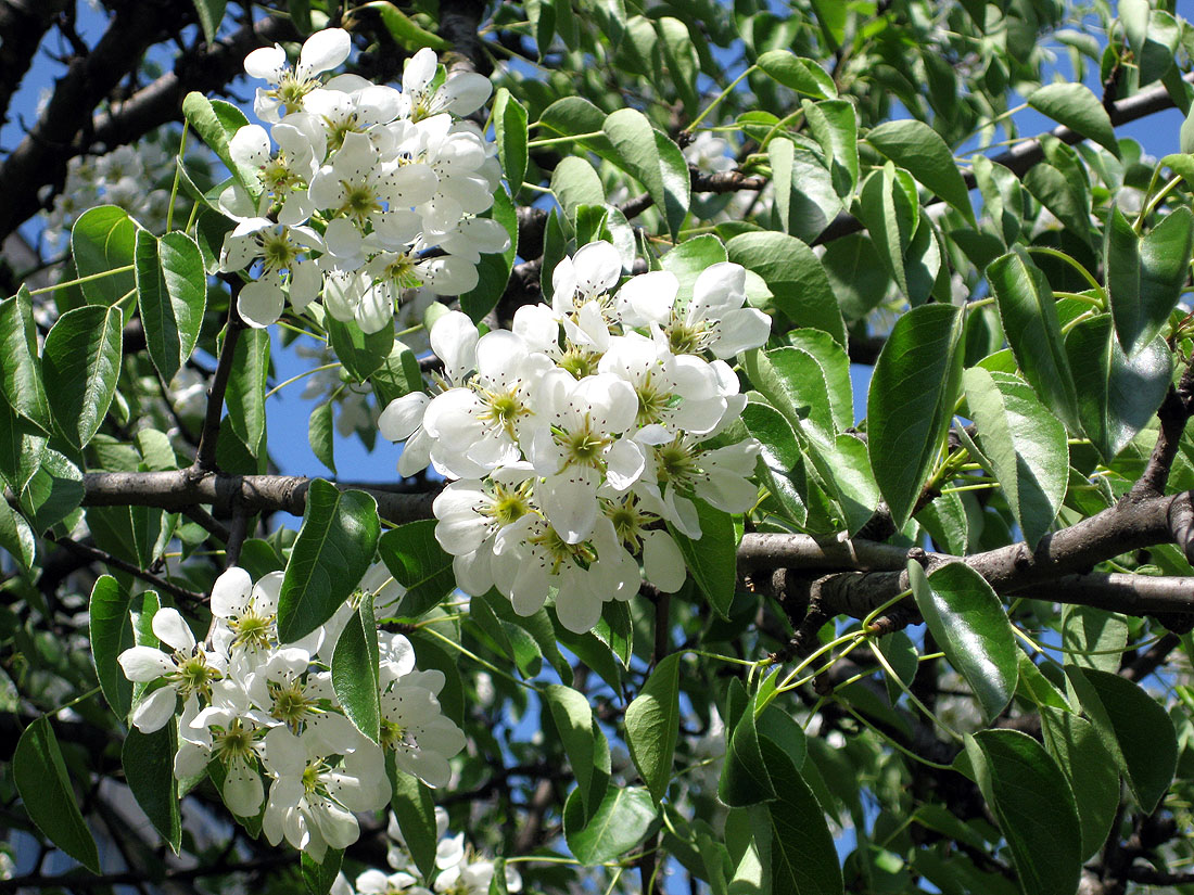 Image of Pyrus communis specimen.