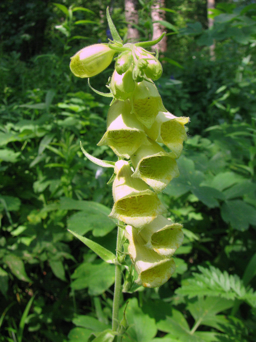 Изображение особи Digitalis grandiflora.