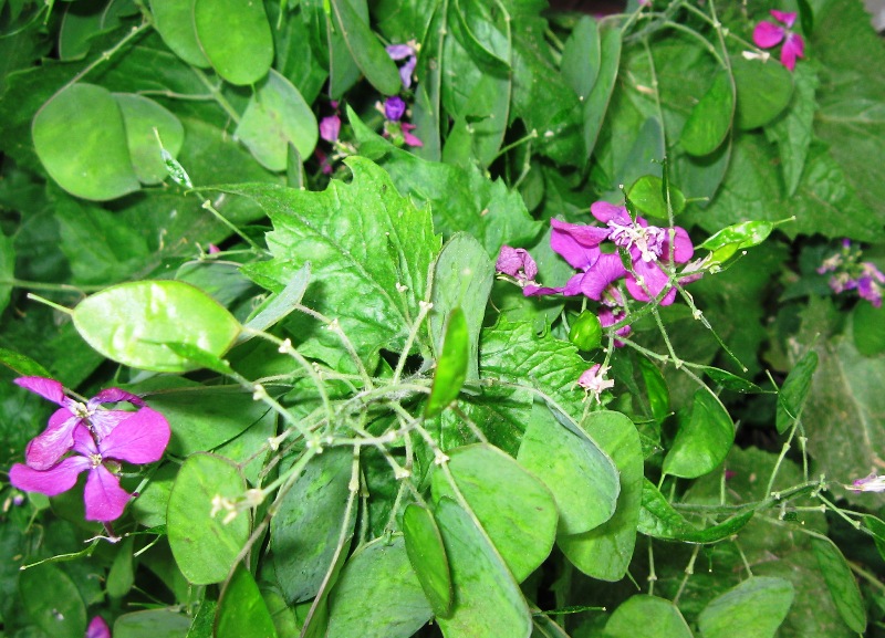 Изображение особи Lunaria annua.