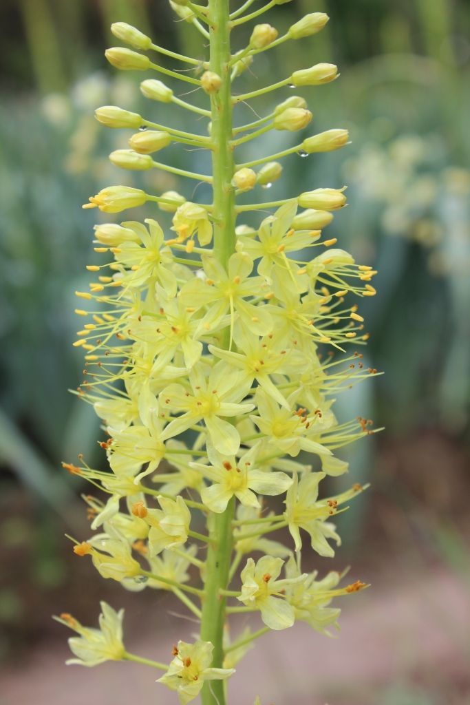 Image of Eremurus ambigens specimen.