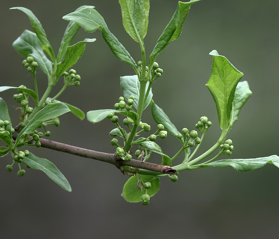 Image of Euonymus europaeus specimen.