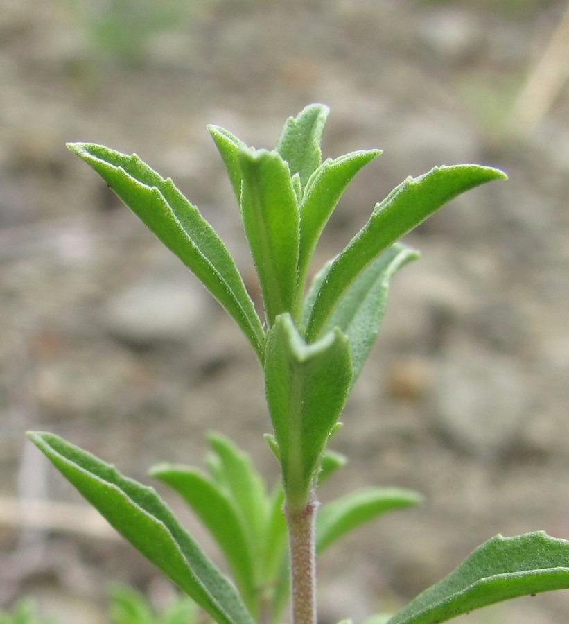 Image of Satureja subdentata specimen.