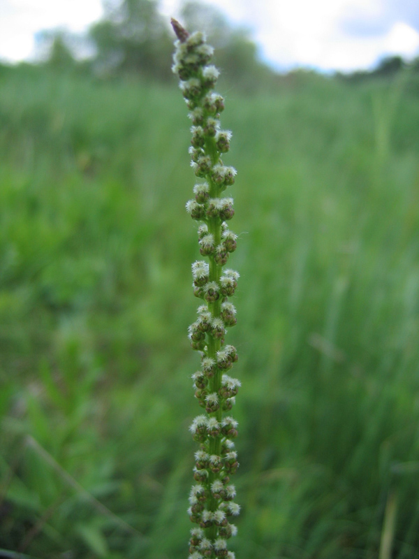 Image of Triglochin maritima specimen.