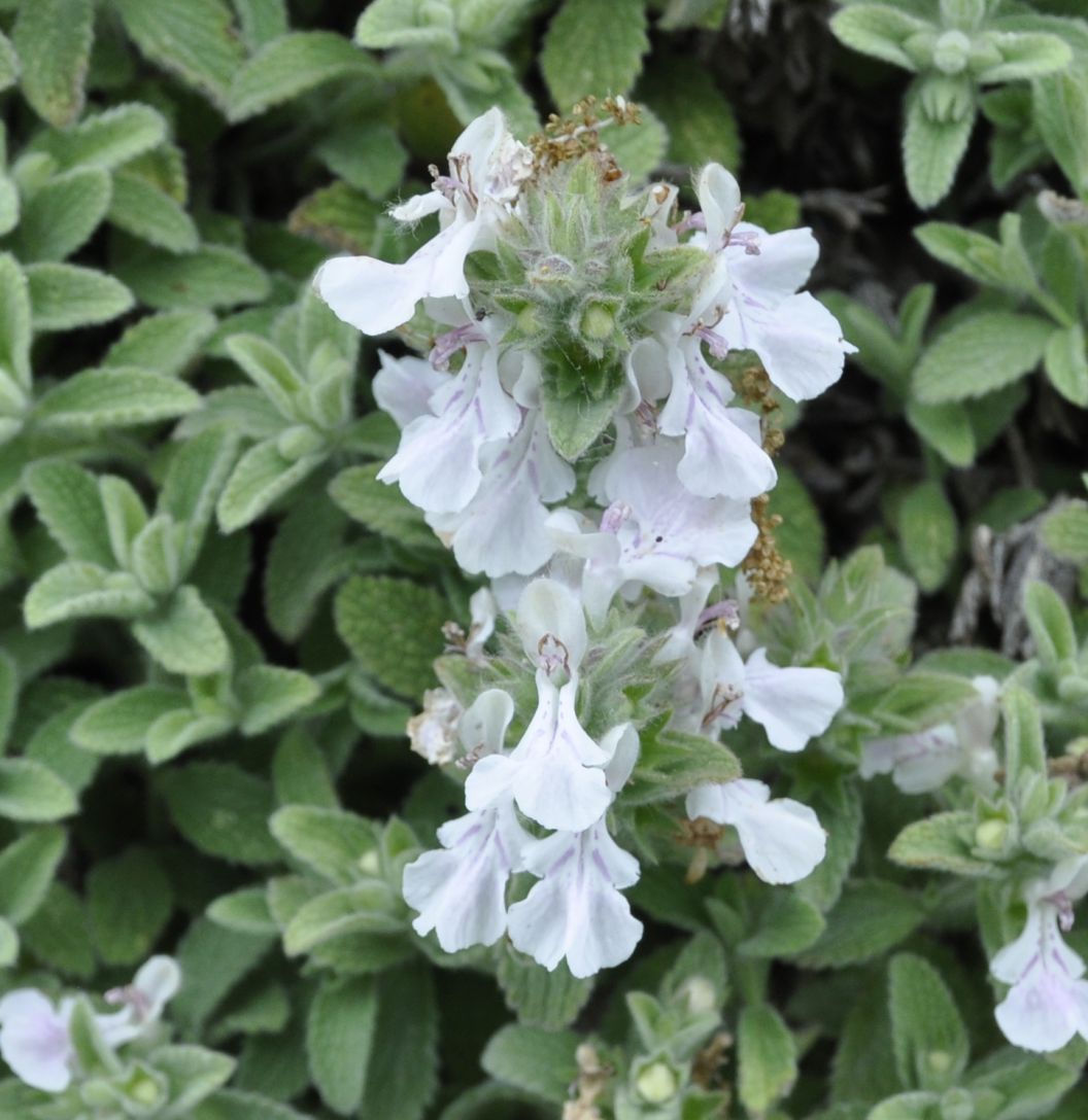 Image of Stachys swainsonii specimen.