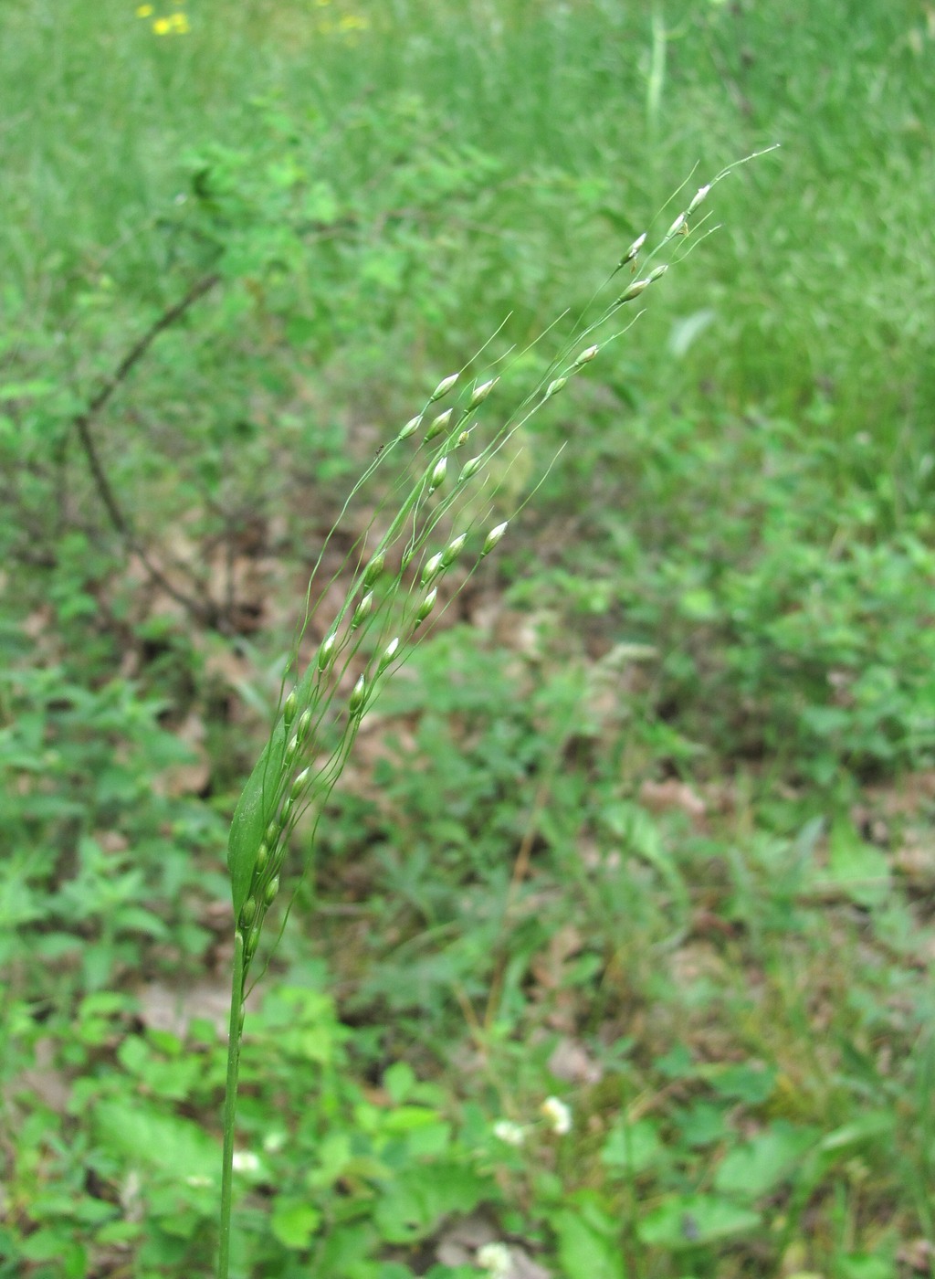 Image of Achnatherum virescens specimen.