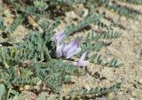 Astragalus chadjanensis. Фрагмент ползучего растения в цвету. Таджикистан, Горно-Бадахшанская автономная обл., Мургабский р-н, окр. сельской общины (кишлака) Каракуль; Восточный Памир, денудационный шлейф западного макросклона Сарыкольского хребта, восточный берег оз. Каракуль; экотонный пояс автоморфных гемигалофитно-пустынных солончаков (в комплексе с высокогорной пустыней) на сползающих в озёрную котловину продуктах эрозии, выс. 3930 м н.у.м. 16 августа 2018 г.