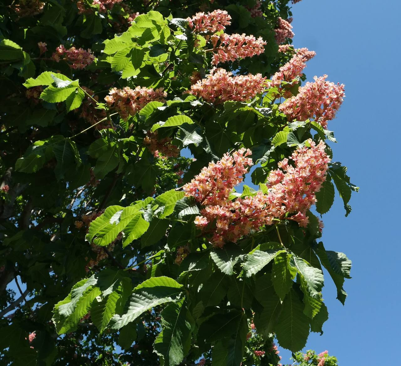 Image of Aesculus &times; carnea specimen.