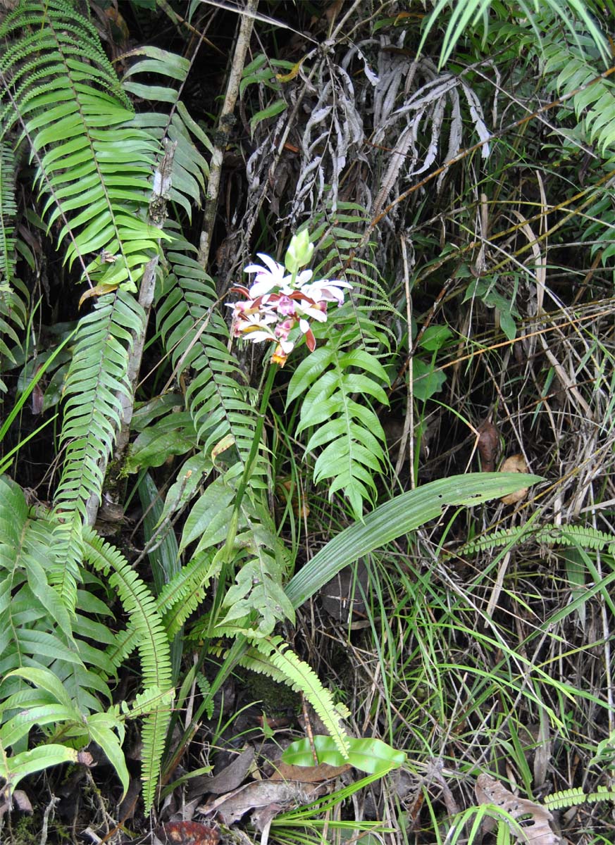 Изображение особи Phaius callosus.