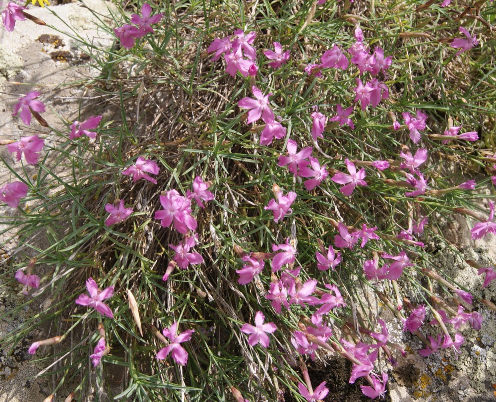 Изображение особи Dianthus orientalis.