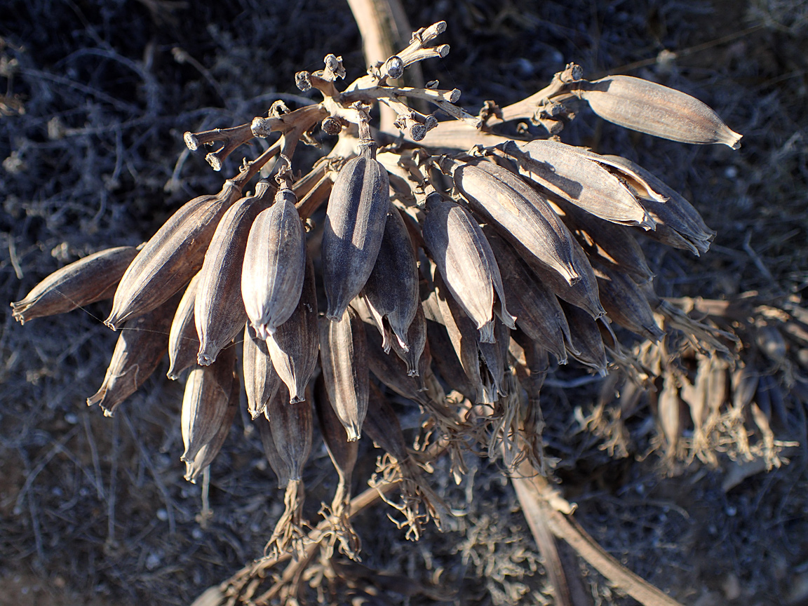 Image of Agave americana specimen.