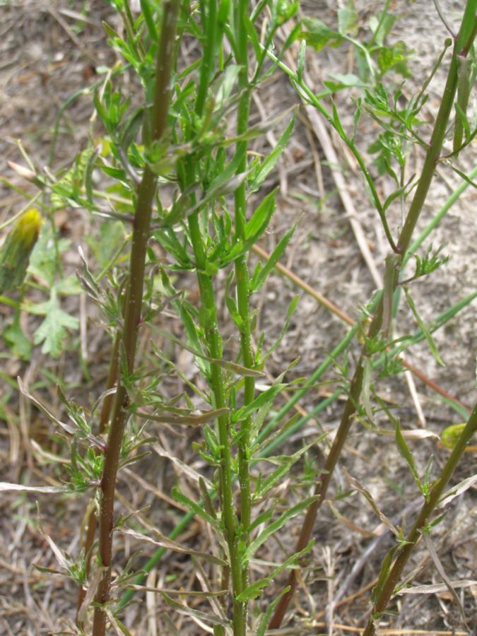 Image of Jasione montana specimen.