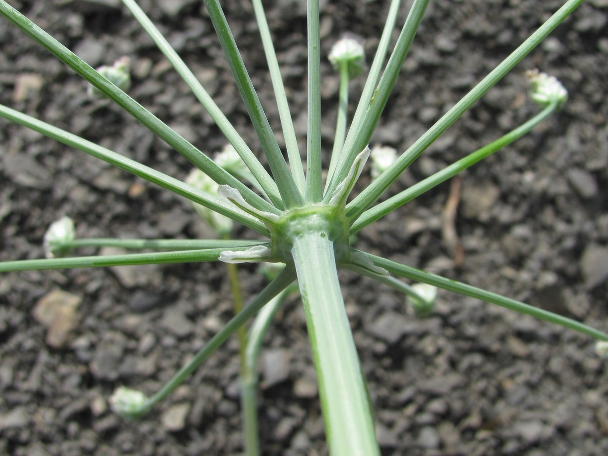 Изображение особи Astrodaucus orientalis.