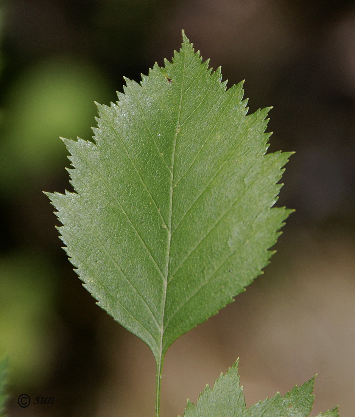 Image of Crataegus mollis specimen.