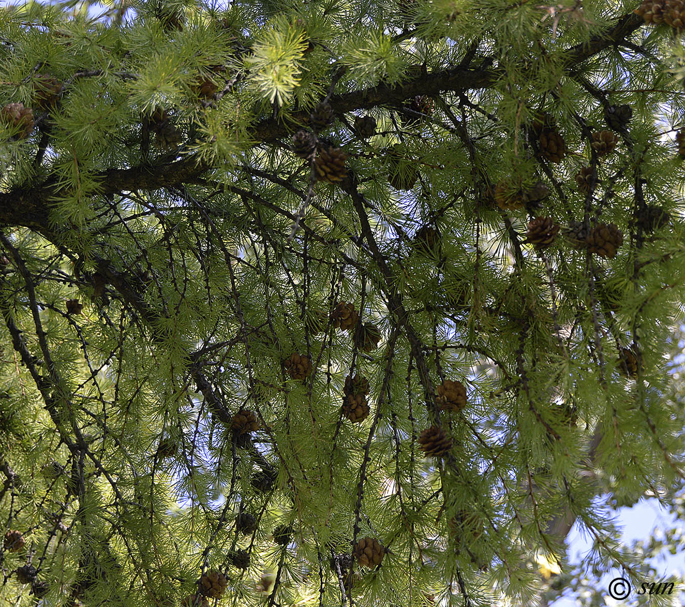 Image of Larix gmelinii specimen.