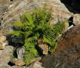 Athyrium distentifolium. Вегетирующее растение. Карачаево-Черкесия, Домбай, гора Мусса-Ачитара, каменистый склон. 29.08.2019.