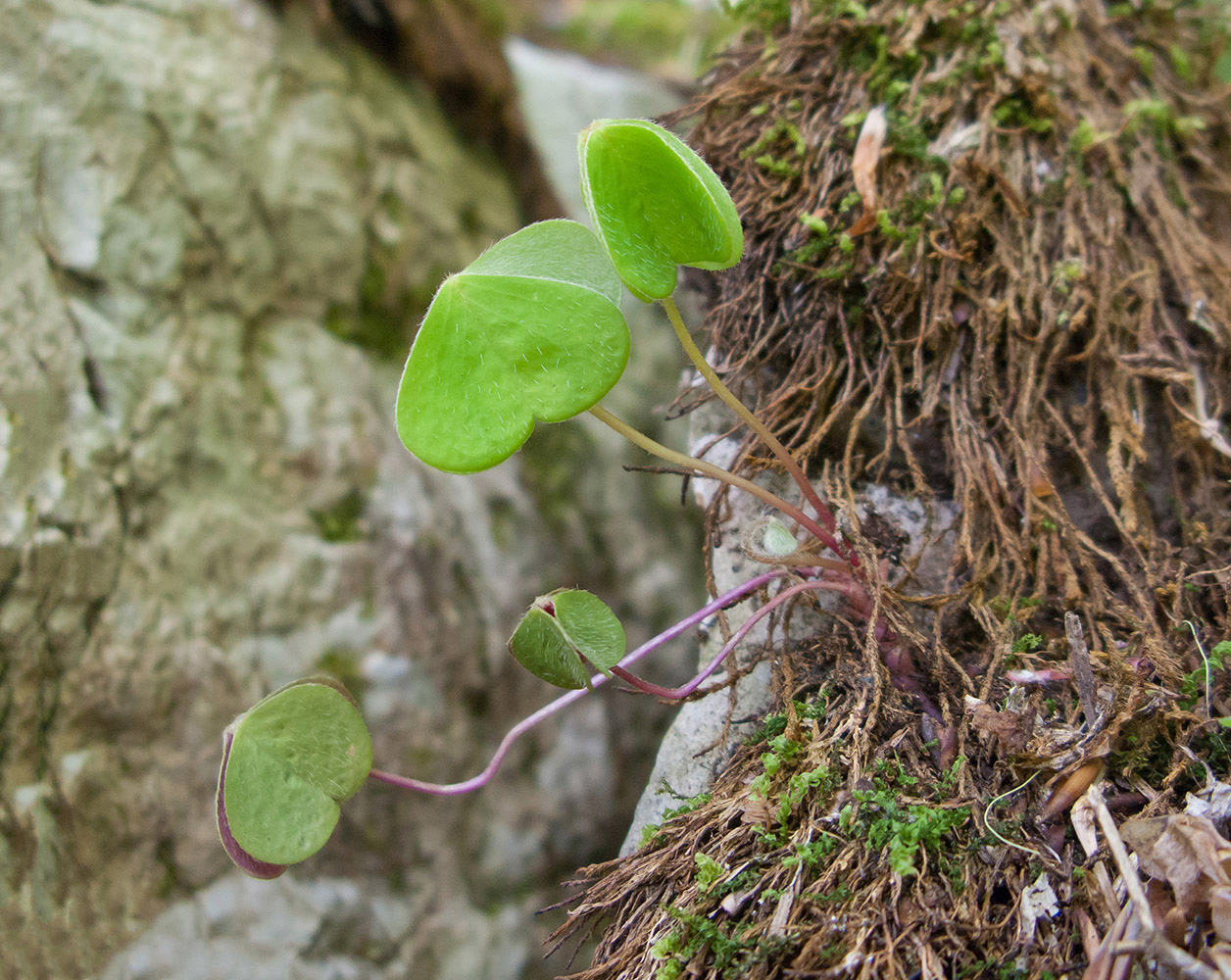 Image of Oxalis acetosella specimen.