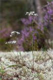 Gypsophila fastigiata. Цветущее растение. Ленинградская обл., Лужский р-н, окр. оз. Лебевое, вересково-беломошный сосновый бор. 18.08.2019.