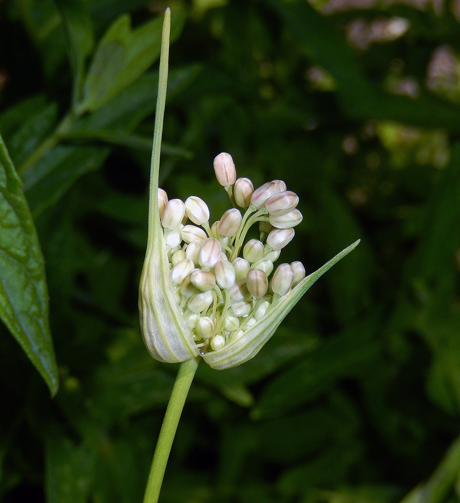 Image of Allium pallens ssp. coppoleri specimen.