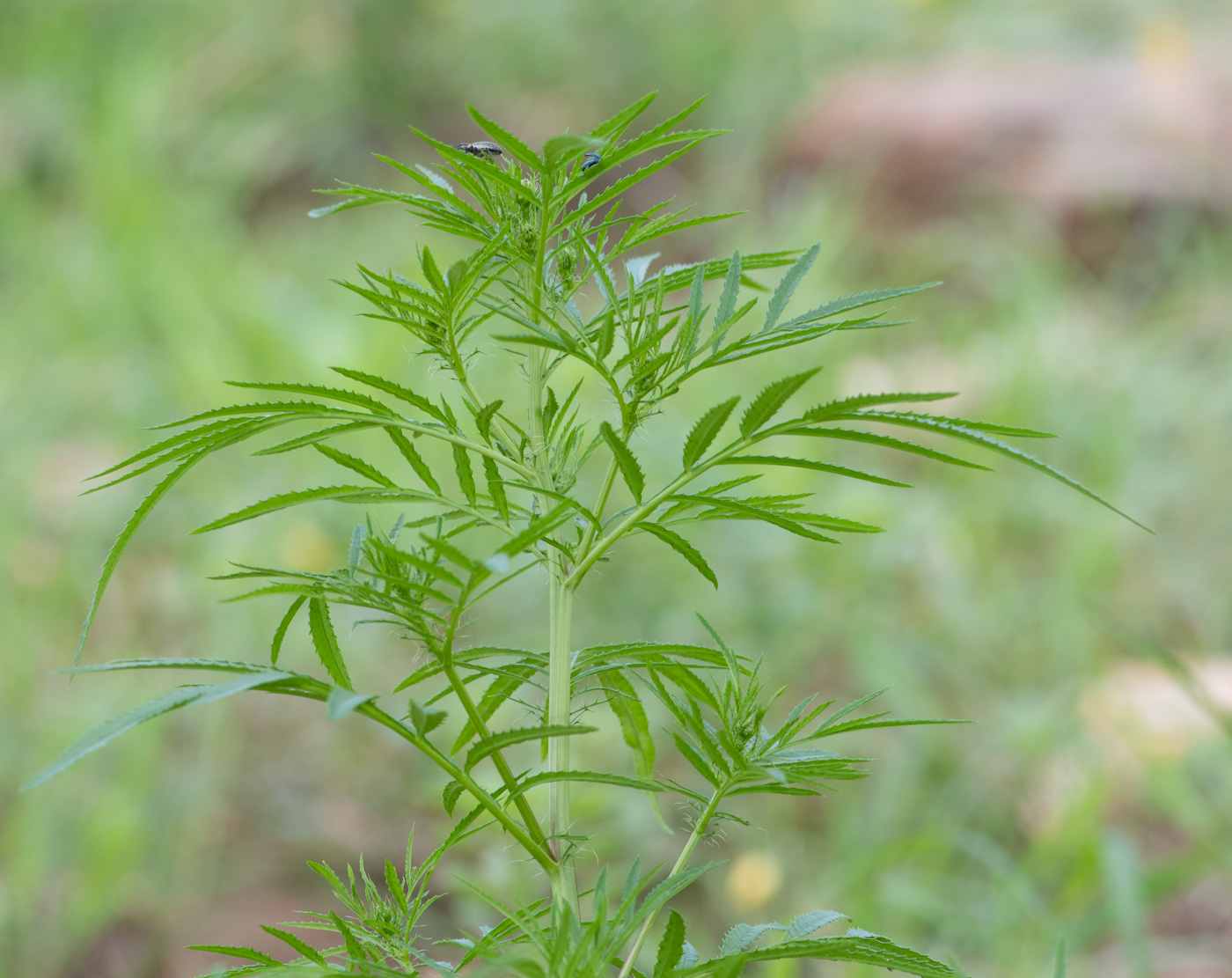 Image of Tagetes minuta specimen.