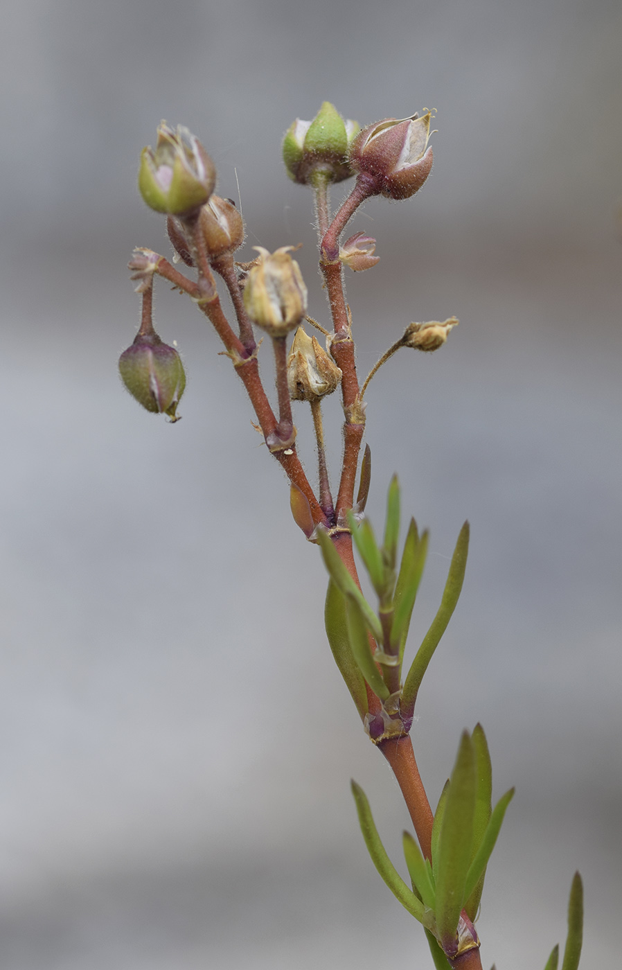 Image of Spergularia media specimen.